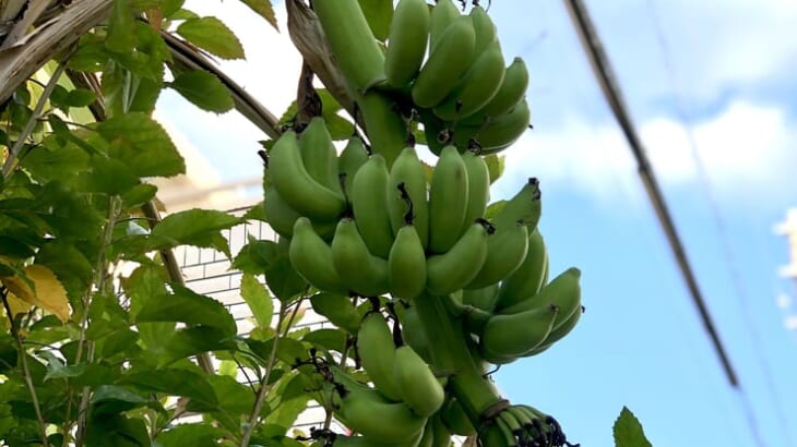 バナナの季節